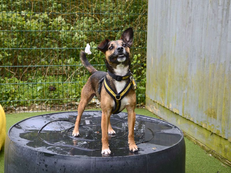 Jack Russell Terrier for adoption in Shoreham by Sea, West Sussex – 4 years old - Image 1 of 9