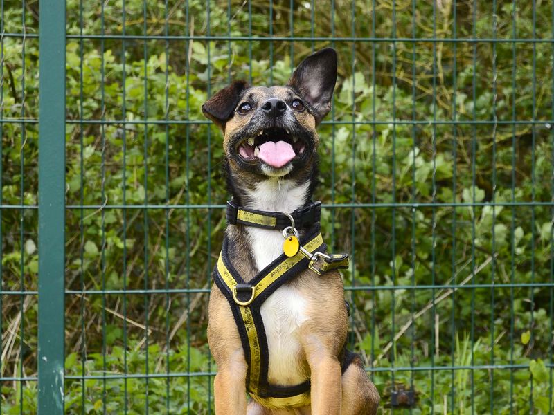 Jack Russell Terrier for adoption in Shoreham by Sea, West Sussex – 4 years old - Image 8 of 9