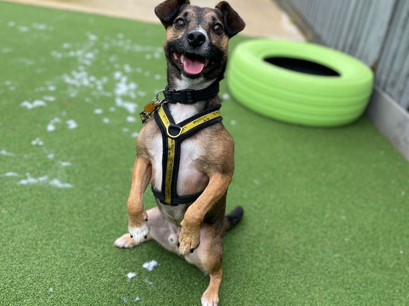 undefined | Terrier (Jack Russell) Cross | undefined - 6