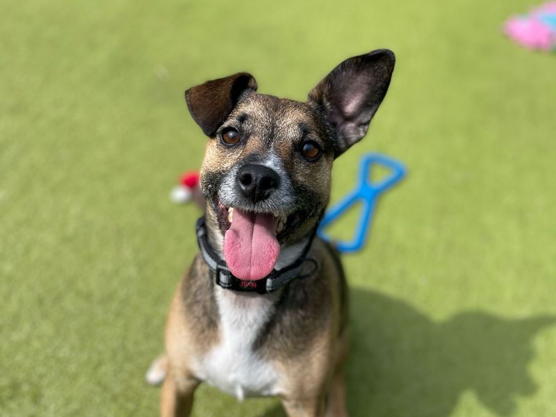 Scrappy | Terrier (Jack Russell) Cross | Shoreham (Sussex) - 1