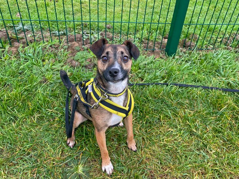 undefined | Terrier (Jack Russell) Cross | undefined - 4