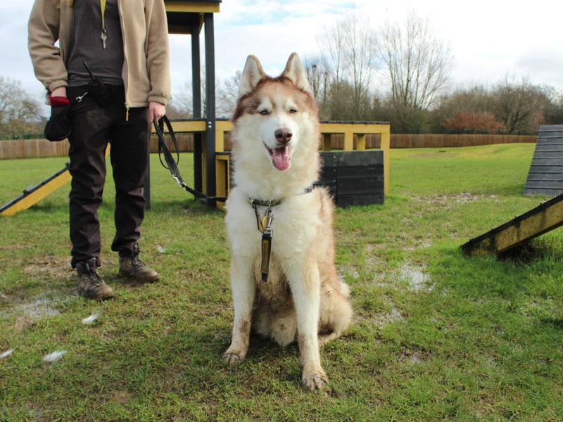 Theo | Siberian Husky Cross | Newbury (Berkshire) - 1