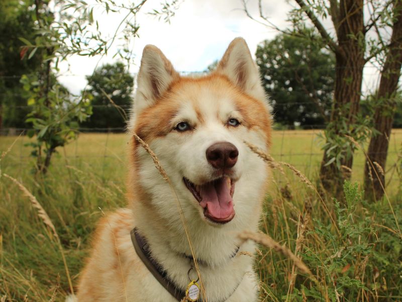 Theo | Siberian Husky Cross | Newbury (Berkshire) - 1
