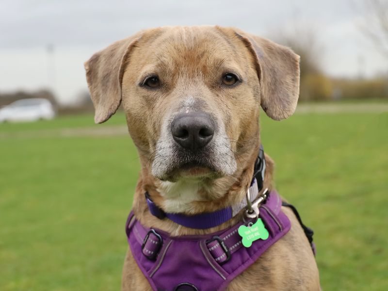Milo | Terrier (Staffordshire Bull) Cross | Leeds - 1