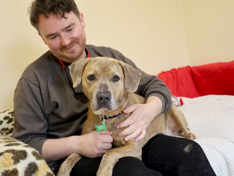 undefined | Terrier (Staffordshire Bull) Cross | undefined - 3