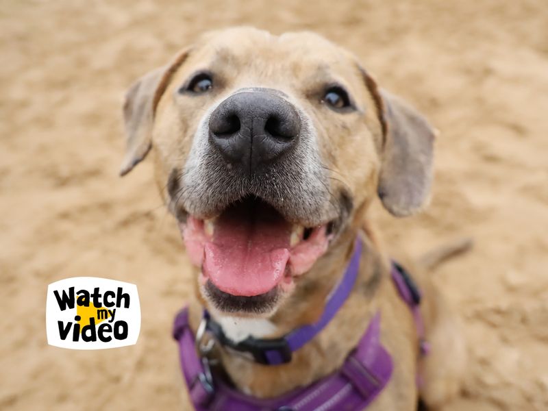 Milo | Terrier (Staffordshire Bull) Cross | Leeds - 1