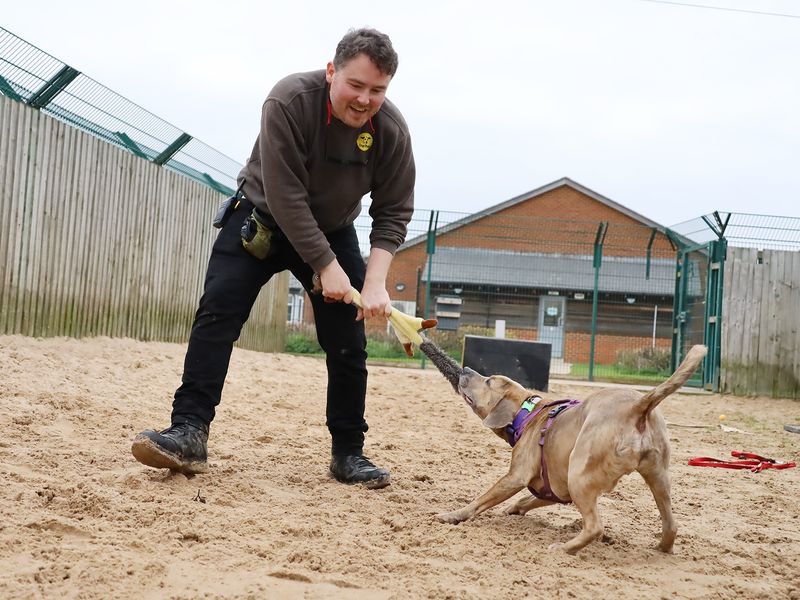 Milo | Terrier (Staffordshire Bull) Cross | Leeds - 7