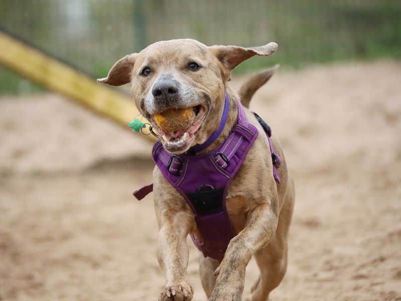 Milo | Terrier (Staffordshire Bull) Cross | Leeds - 11