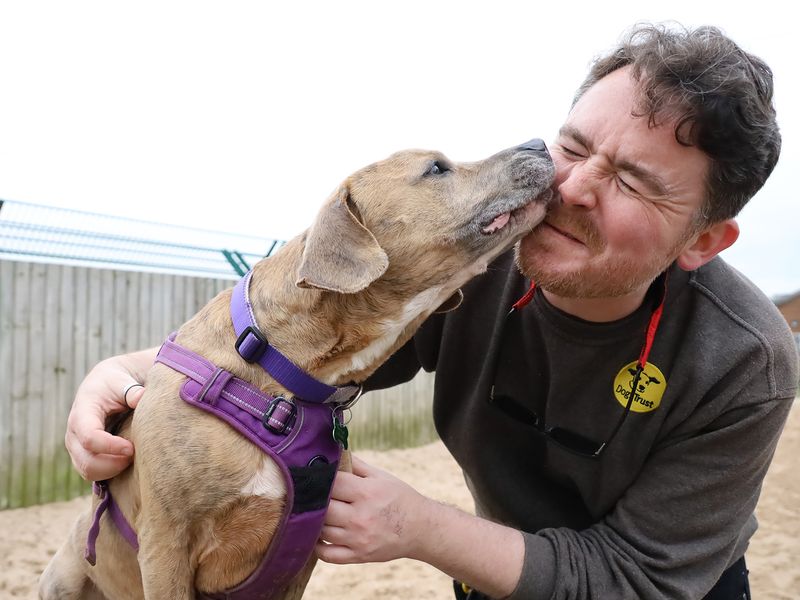 Milo | Terrier (Staffordshire Bull) Cross | Leeds - 9