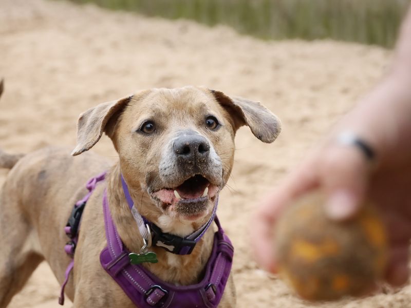 Milo | Terrier (Staffordshire Bull) Cross | Leeds - 10