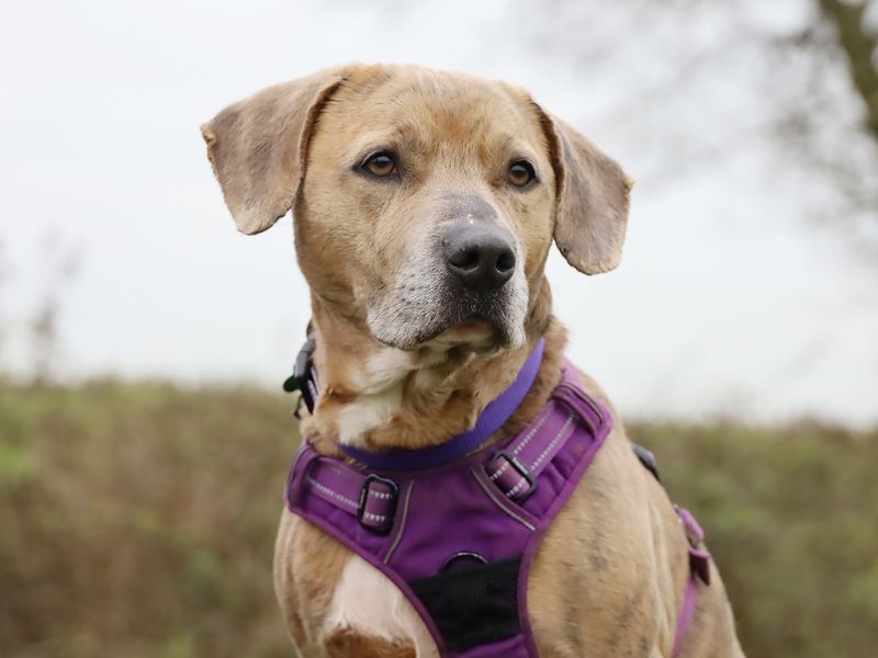 Milo | Terrier (Staffordshire Bull) Cross | Leeds - 12