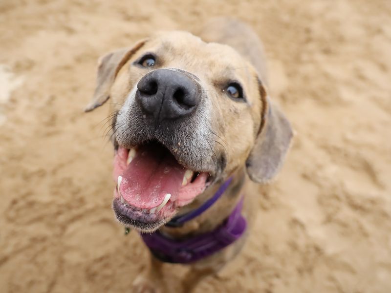 Milo | Terrier (Staffordshire Bull) Cross | Leeds - 14