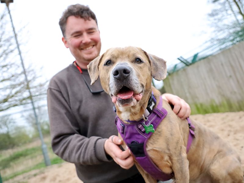 Milo | Terrier (Staffordshire Bull) Cross | Leeds - 5
