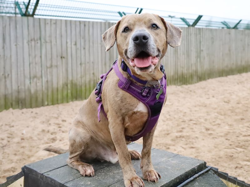 Milo | Terrier (Staffordshire Bull) Cross | Leeds - 13