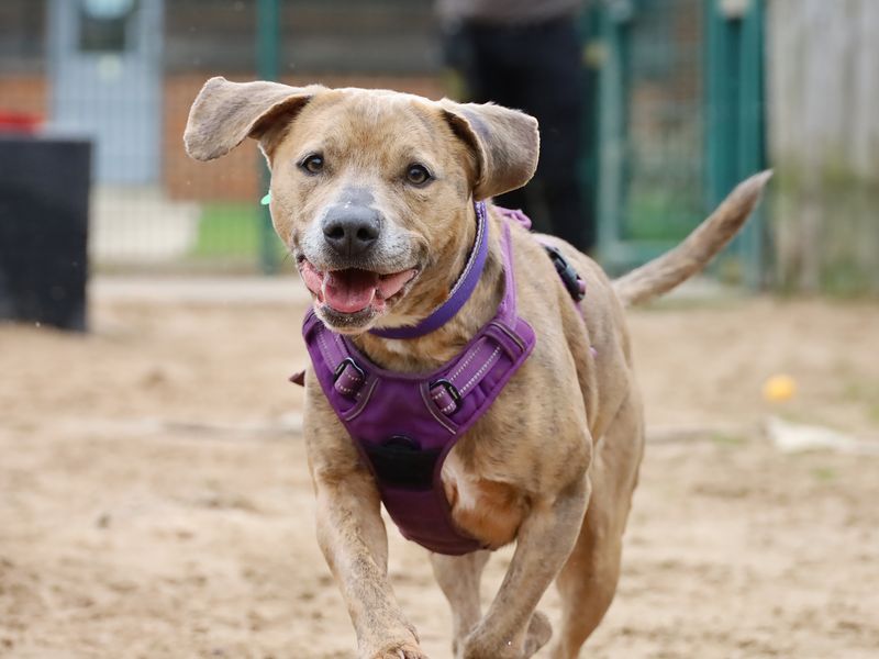 Milo | Terrier (Staffordshire Bull) Cross | Leeds - 6