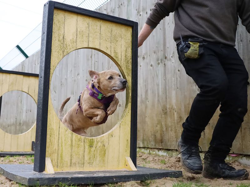 Milo | Terrier (Staffordshire Bull) Cross | Leeds - 8