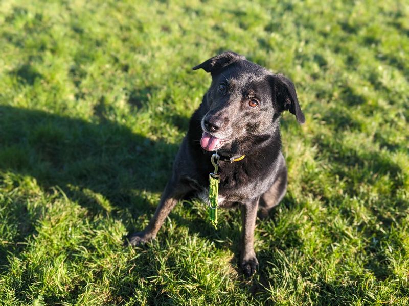 Border Collie for adoption in Mid Glamorgan, Wales – 7 years old - Image 4 of 6