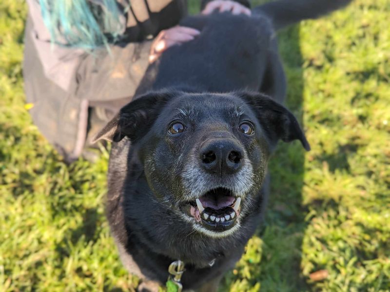 Border Collie for adoption in Mid Glamorgan, Wales – 7 years old - Image 5 of 6