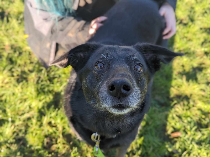 Border Collie for adoption in Mid Glamorgan, Wales – 7 years old - Image 2 of 6