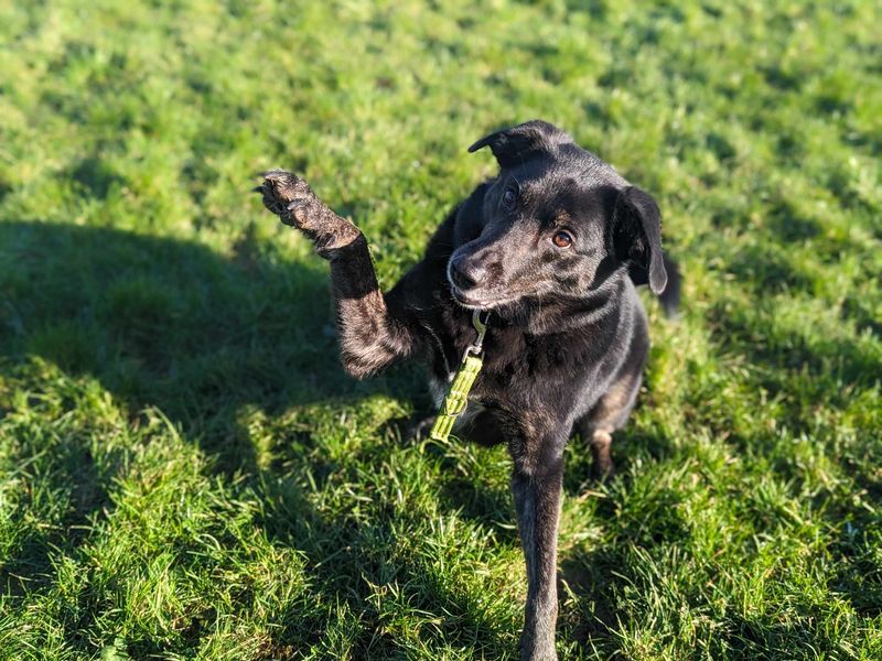 Border Collie for adoption in Mid Glamorgan, Wales – 7 years old - Image 6 of 6