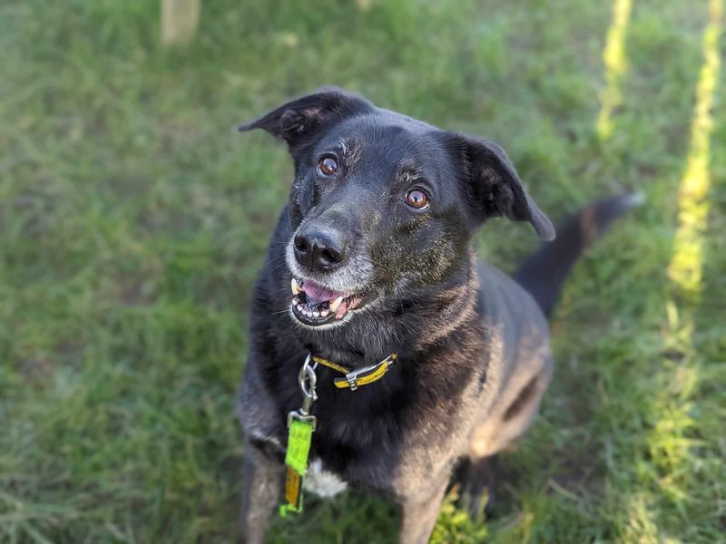 Border Collie for adoption in Mid Glamorgan, Wales – 7 years old - Image 3 of 6