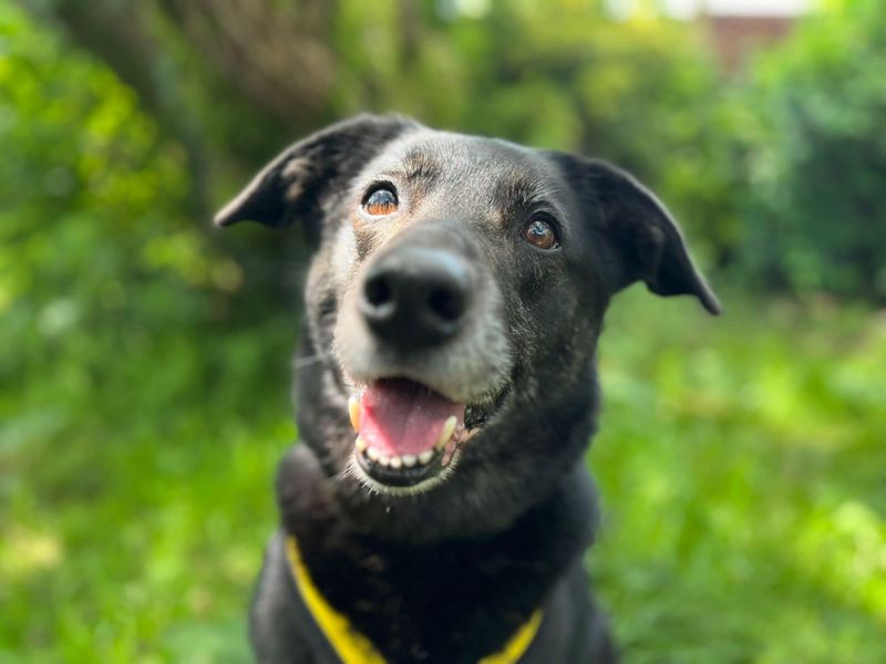 Opie | Collie (Border) Cross | Bridgend (Wales) - 1