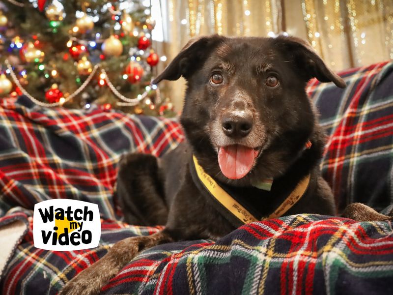 Opie | Collie (Border) Cross | Leeds - 1