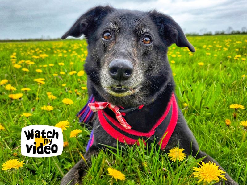 Opie | Collie (Border) Cross | Leeds - 1
