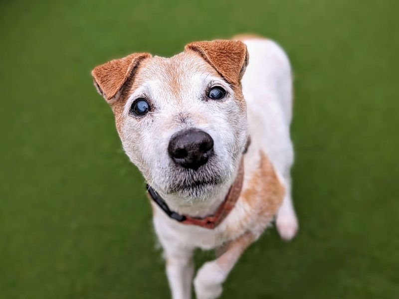 Adopt a terrier deals near me