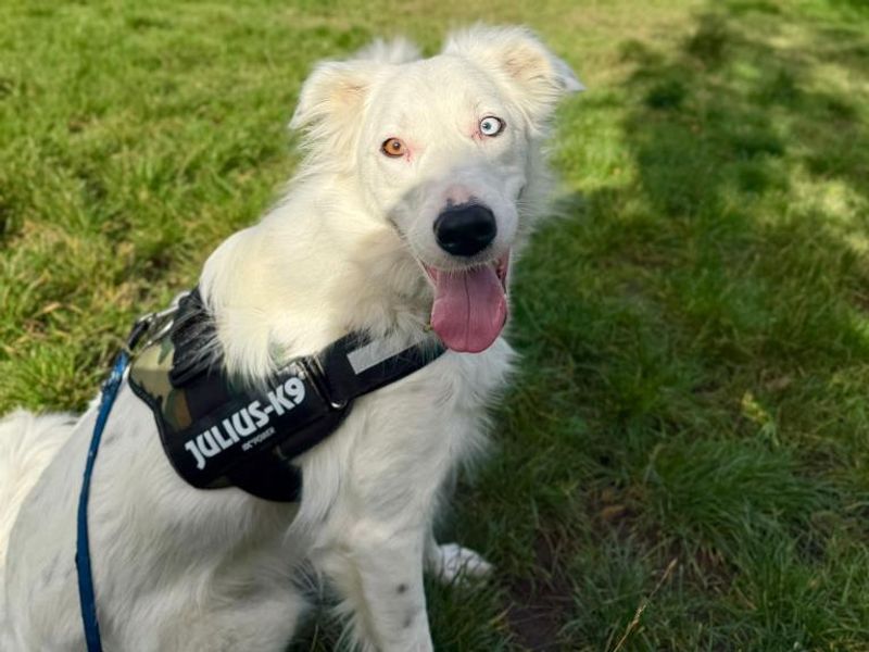 Border Collie for adoption in Telford, Shropshire – 4 years old - Image 2 of 3