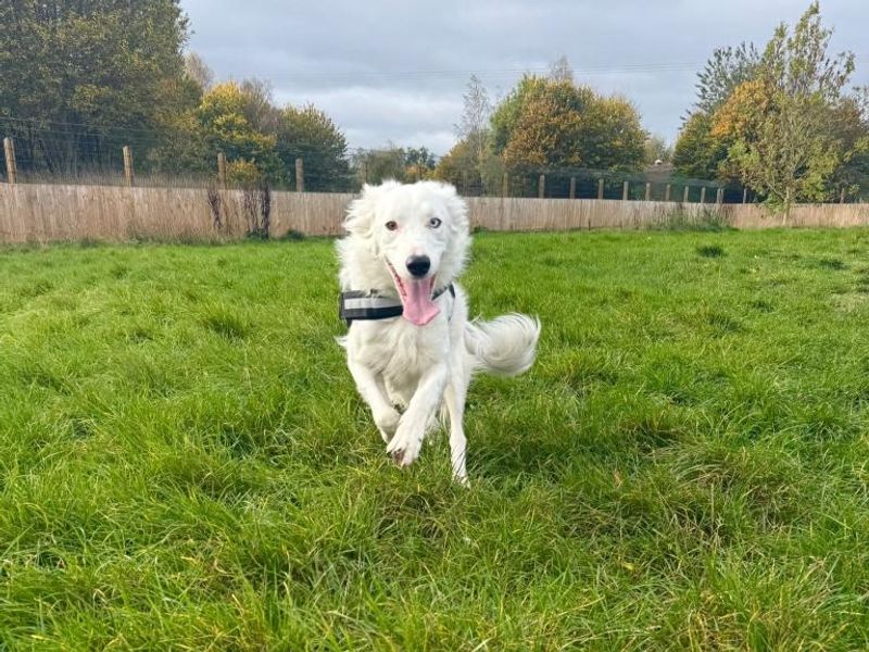 Border Collie for adoption in Telford, Shropshire – 4 years old - Image 3 of 3