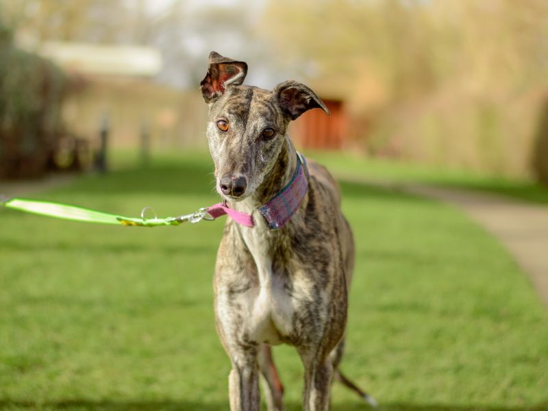 Greyhound for adoption in Kenilworth, Warks – 6 years old - Image 3 of 4