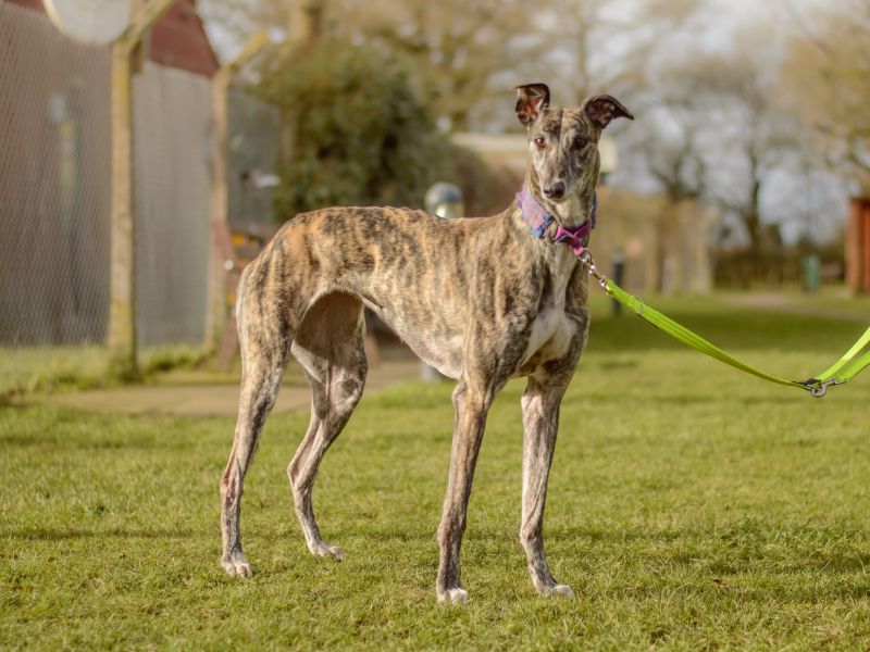 Greyhound for adoption in Kenilworth, Warks – 6 years old - Image 4 of 4
