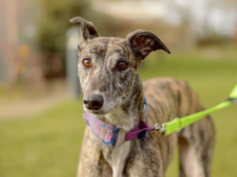 Greyhound for adoption in Kenilworth, Warks – 6 years old - Image 2 of 4
