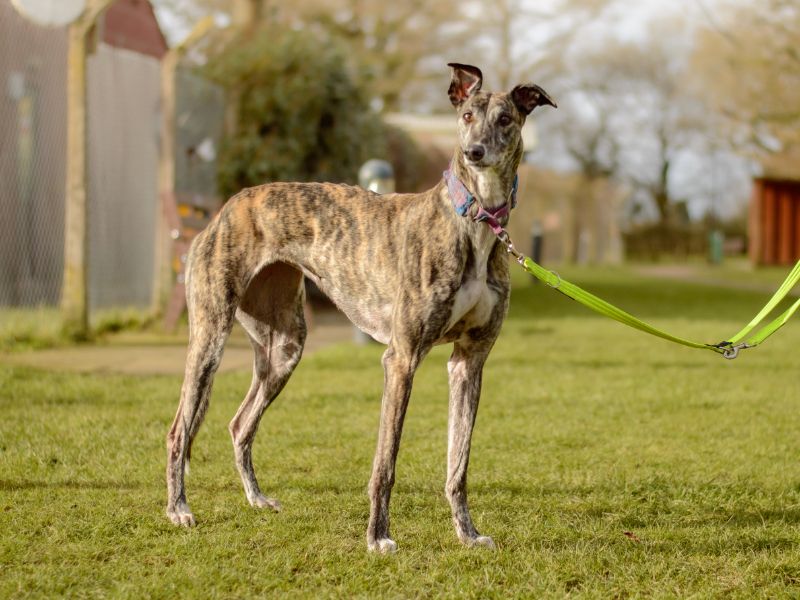 Greyhound for adoption in Kenilworth, Warks – 6 years old