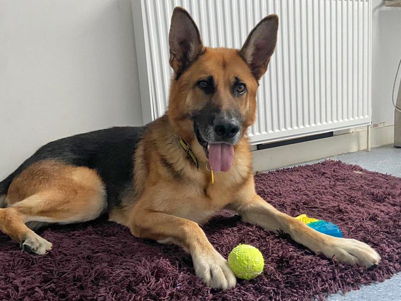 German Shepherd puppies for sale in Wickford – 9 years old