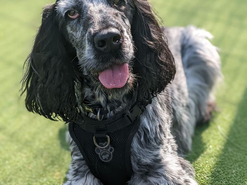 Cocker Spaniel puppies for sale in Telford – 6 years old