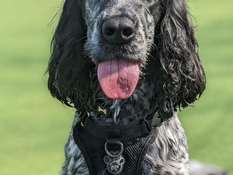 Alfie for sale in Telford - Image 3