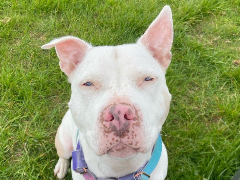 Staffordshire Bull Terrier for adoption in Wymeswold, Leicestershire – 3 years old - Image 2 of 4