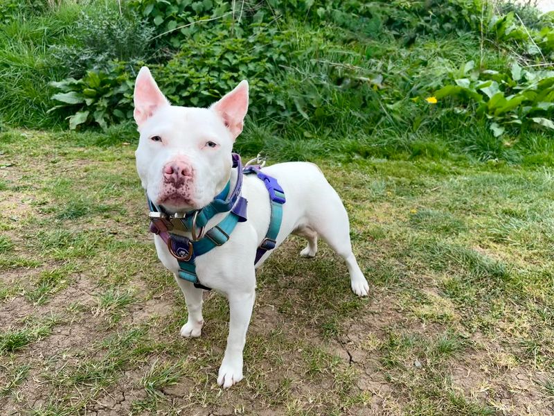 Staffordshire Bull Terrier for adoption in Wymeswold, Leicestershire – 3 years old - Image 4 of 4