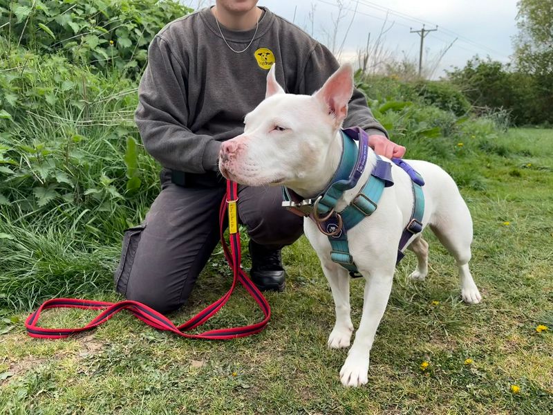 Staffordshire Bull Terrier for adoption in Wymeswold, Leicestershire – 3 years old - Image 3 of 4