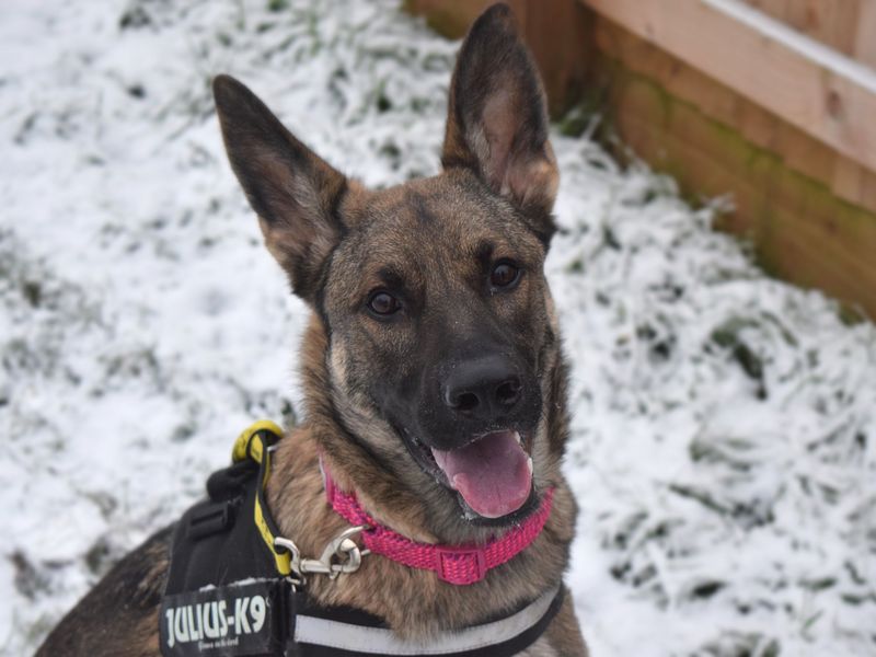 German Shepherd puppies for sale in Uxbridge – 4 years old