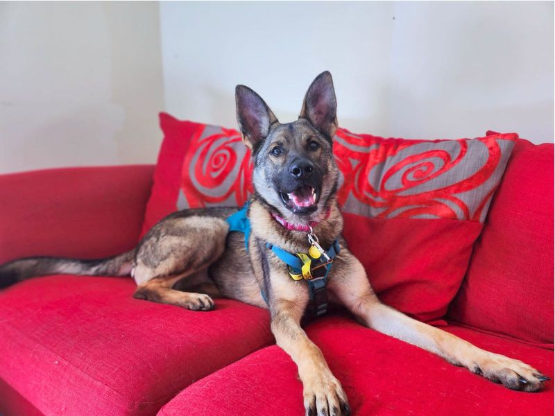 German Shepherd for adoption in Uxbridge, London – 4 years old - Image 5 of 7