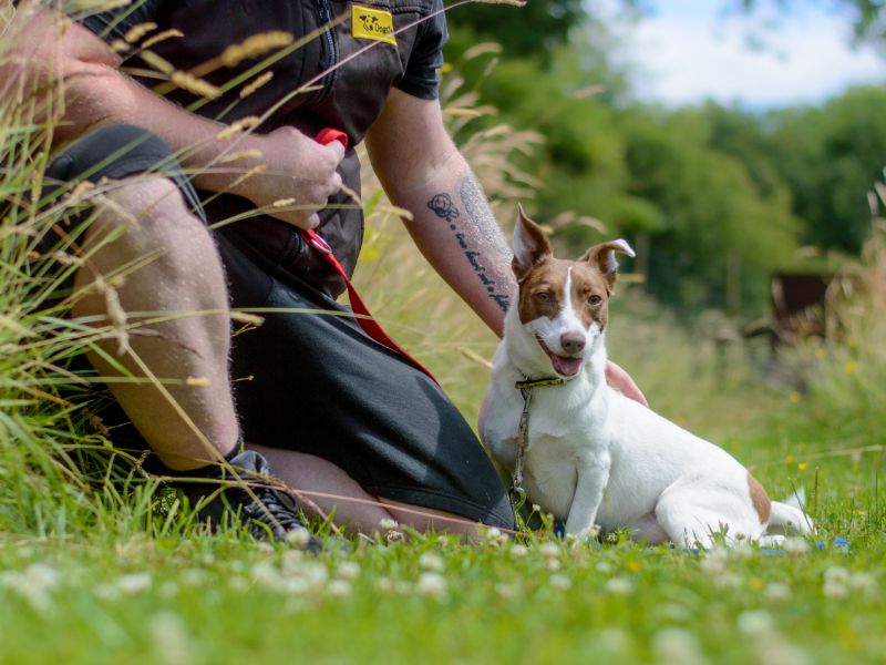 Jack Russell Terrier for adoption in Kenilworth, Warks – 6 years old - Image 1 of 5