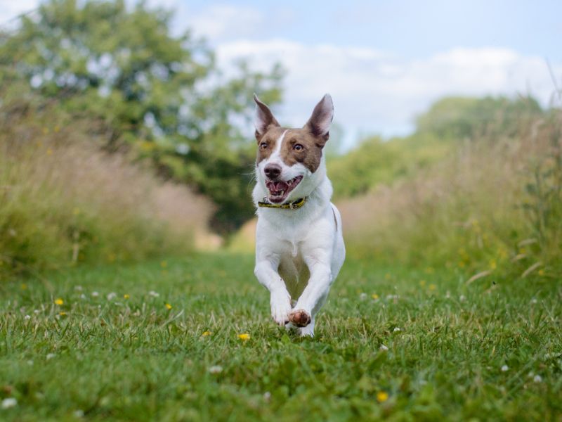 Jack Russell Terrier for adoption in Kenilworth, Warks – 6 years old - Image 3 of 5