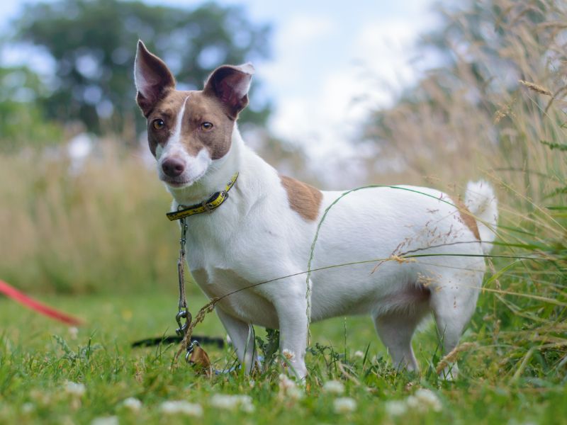 Jack Russell Terrier for adoption in Kenilworth, Warks – 6 years old - Image 4 of 5