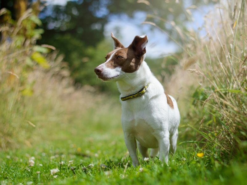 Jack Russell Terrier for adoption in Kenilworth, Warks – 6 years old - Image 5 of 5