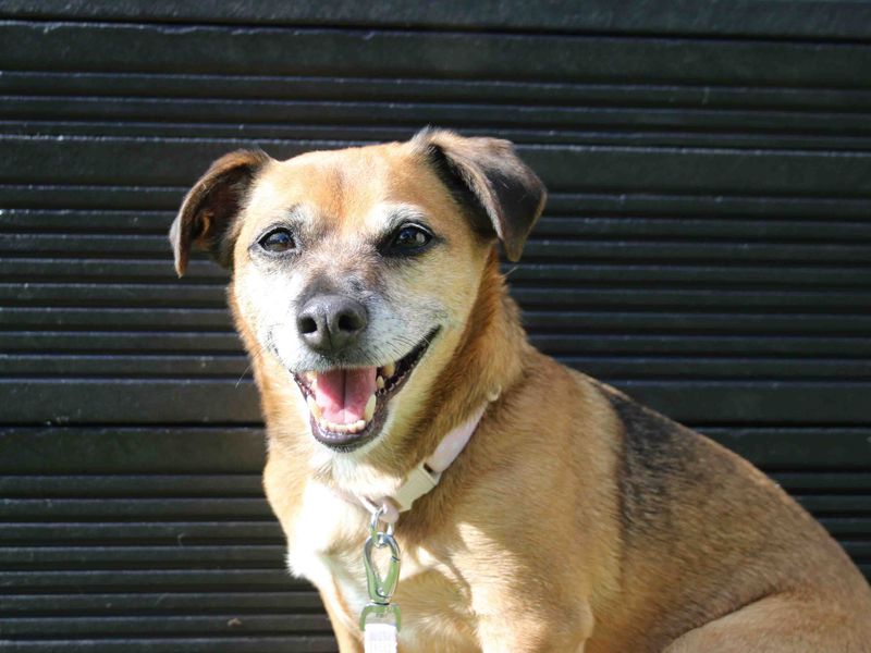 Jack Russell Lab Mix Puppies