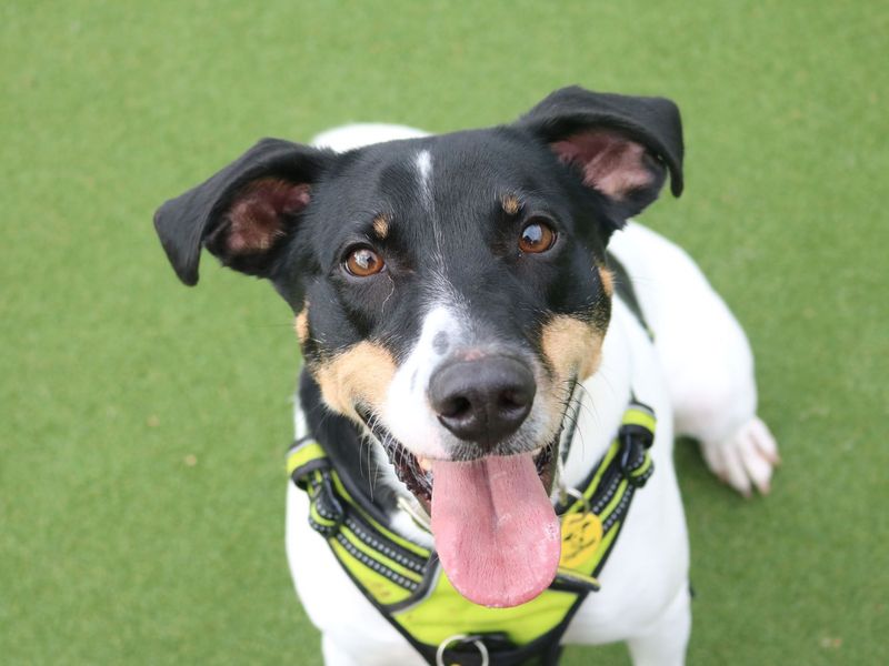 Beagle for adoption in Glasgow, Scotland – 7 years old - Image 6 of 10