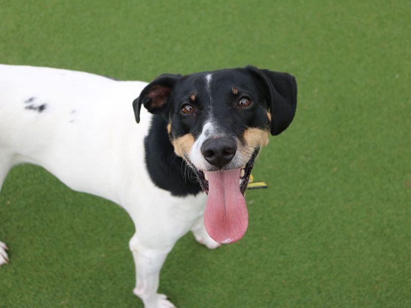 Beagle for adoption in Glasgow, Scotland – 7 years old - Image 3 of 10